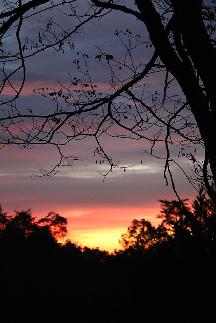 sunrise, locust tree
view from the deck
9/25/2017