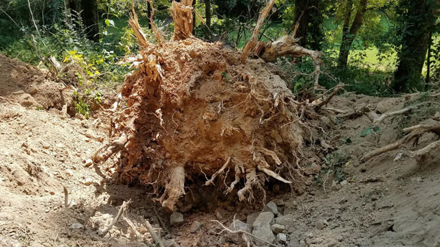 tree roots
Dug around roots to take down a big pine tree by pushing it over.  The root ball was almost 6' across.   I had to dig about 4' deep.
(Note: tree was already leaning a bit downhill)