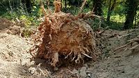 tree roots 
Dug around roots to take down a big pine tree by pushing it over.  The root ball was almost 6' across.   I had to dig about 4' deep....