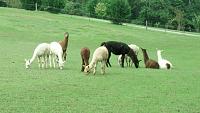 llamas IMG 20140913 154543